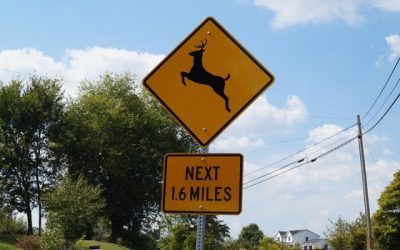 ‘Antler Alert’ reminds drivers deer are on the move